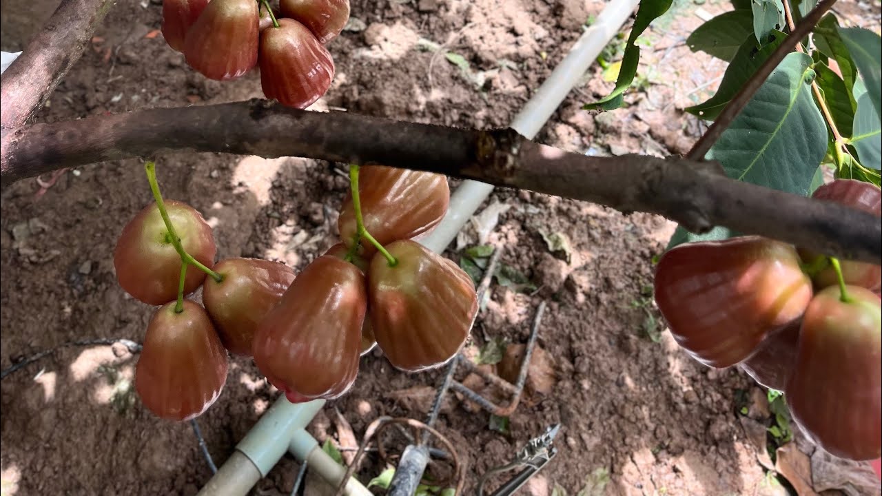 Vườn nhà dưỡng cây tạo tán làm bông tháng 9 âm lịch chia sẻ kinh nghiệm Zalo 0965417733 tuấn 5 tuổi