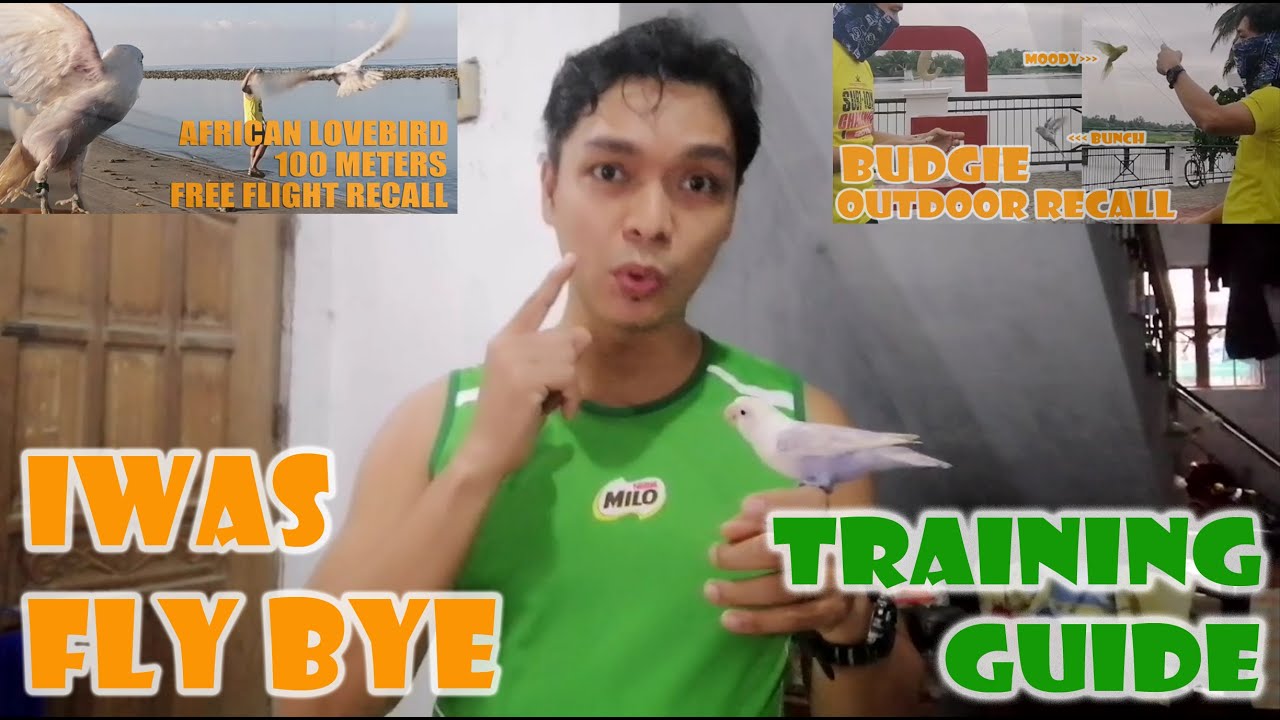 IWAS FLY BYE + COMPLETE TRAINING GUIDE BAGO ILABAS SA OUTDOOR ANG ATING TAME  NA IBON