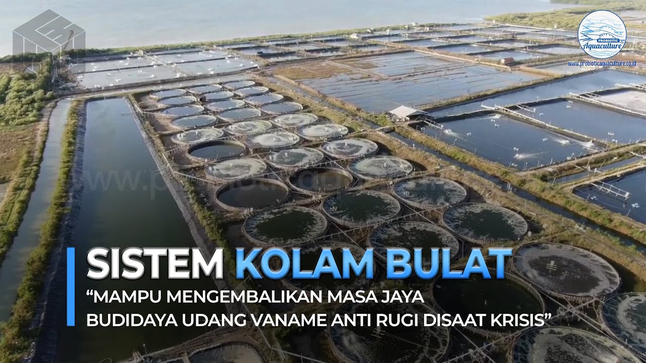 Sistem Kolam Bulat mampu mengembalikan Masa Jaya Budidaya Udang Vaname anti rugi disaat Krisis
