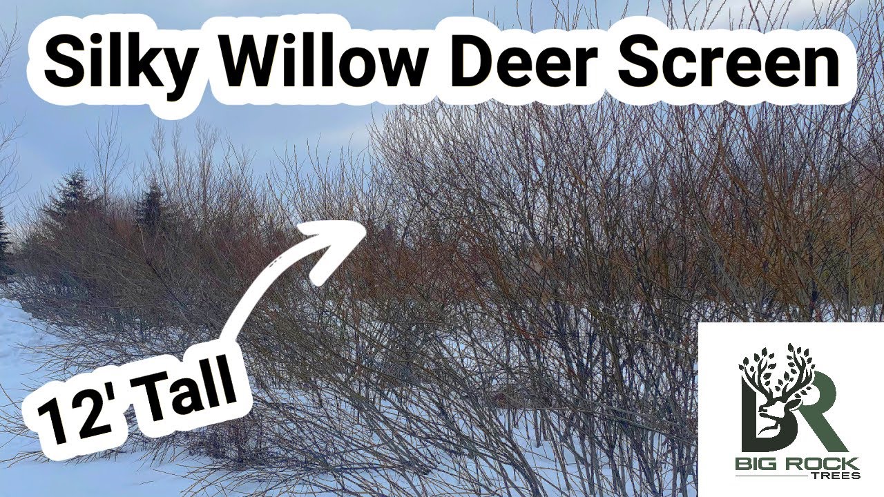 What a Silky Willow Hedge Looks Like in the Winter