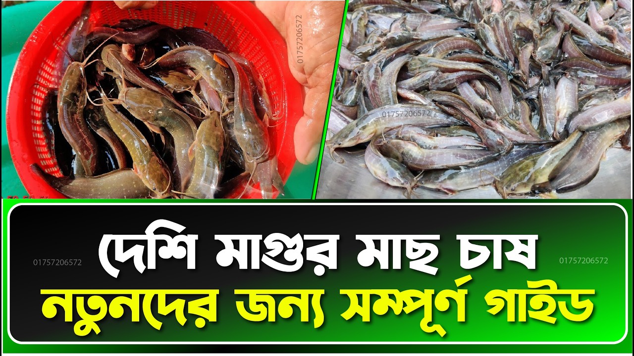 দেশি মাগুর মাছের পোনা চাষ || কম খরচে বেশি লাভের সহজ পদ্ধতি || Fish Live bd