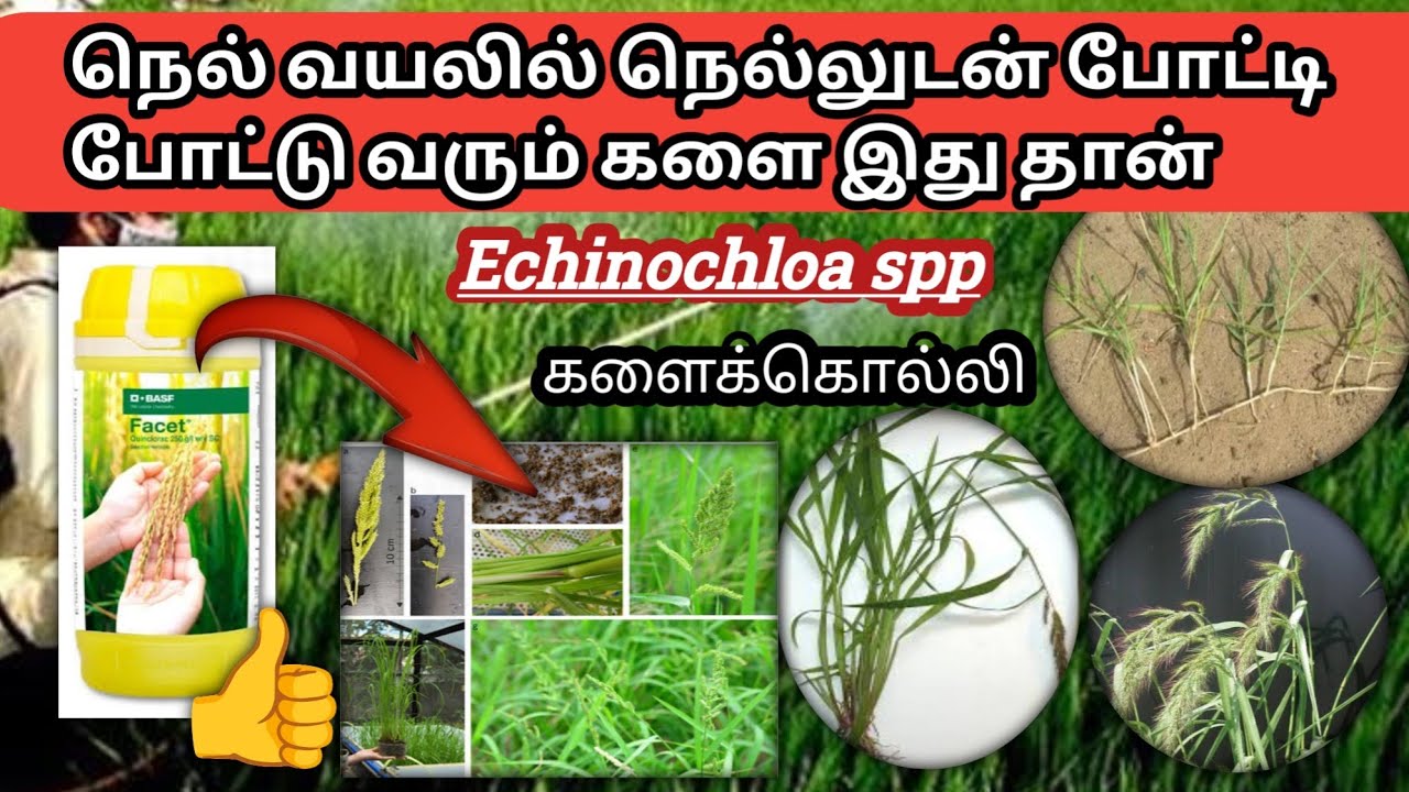 நெல் வயலில் எந்த களைக்கொல்லிக்கும் கேட்காத களை செடிக்கு களைக்கொல்லி | Paddy herbicides 