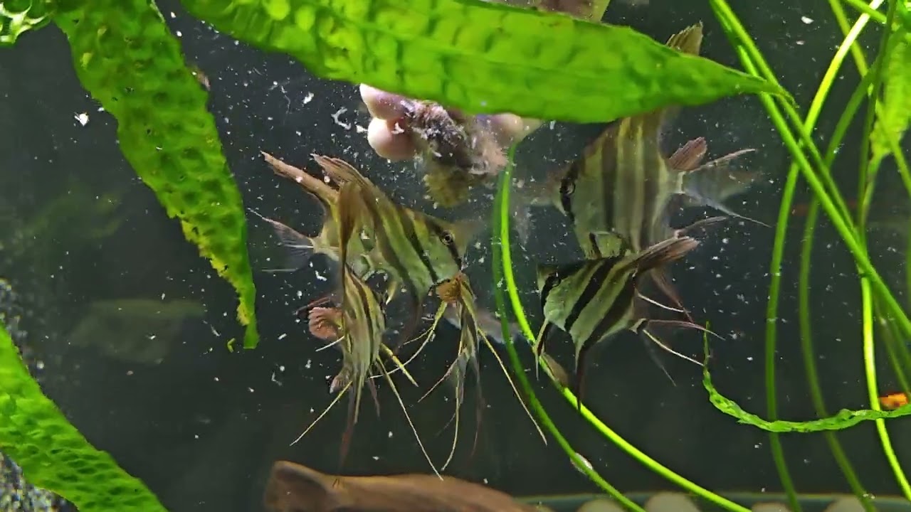 Altum Atabapo