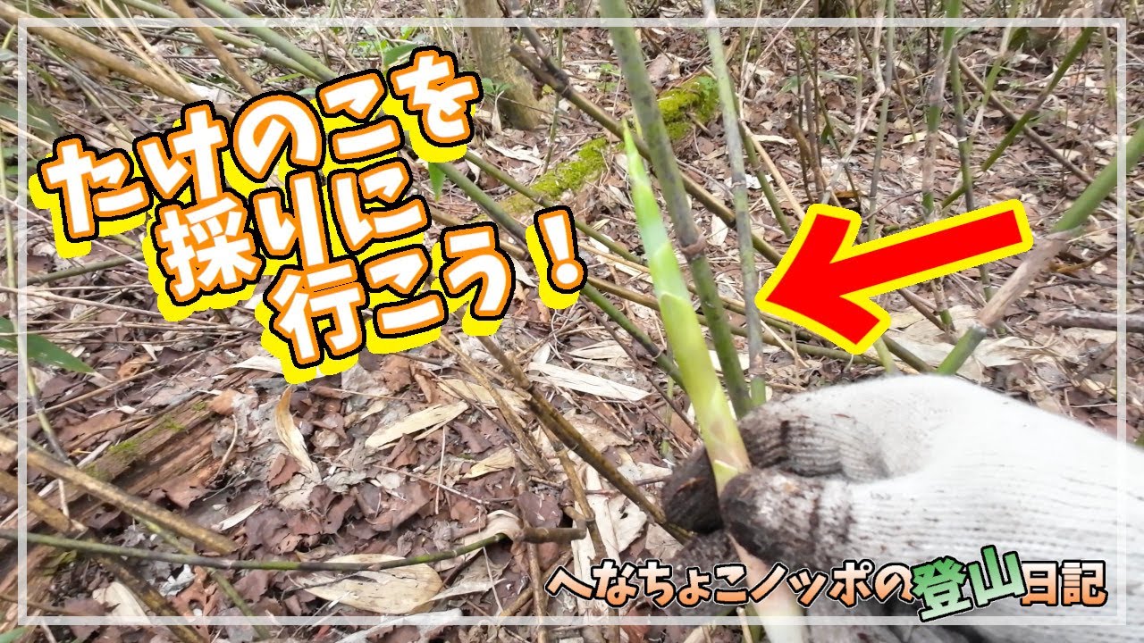 たけのこ採り【北広山】春の山菜を楽しもう！