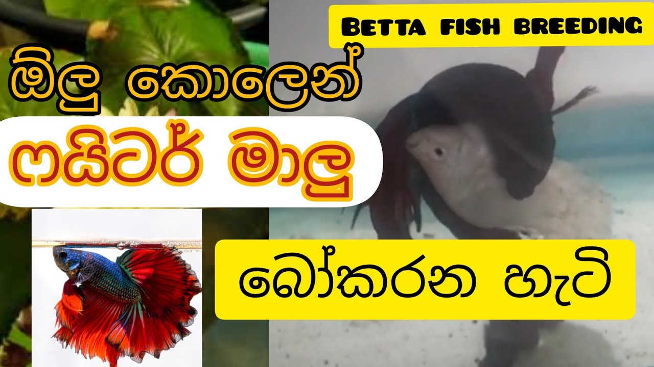Betta Fish Breeding . Fighter Fish breeding . ෆයිටර් මසුන් අභිජනනය . ෆයිටර් සතුන් බෝකිරීම .
