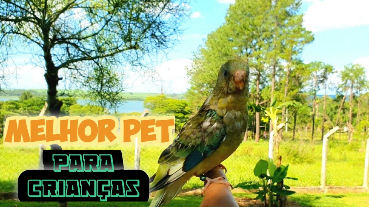 MELHOR AVE PET PARA CRIANÇAS - RED RUMPED