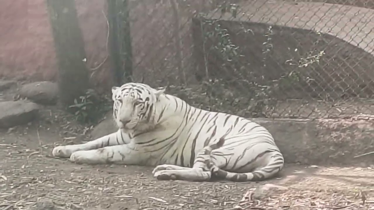 Safari ride in Nehru Zoo Park, Hyderabad #nehruzoologicalpark #safari #whitetiger #lion 