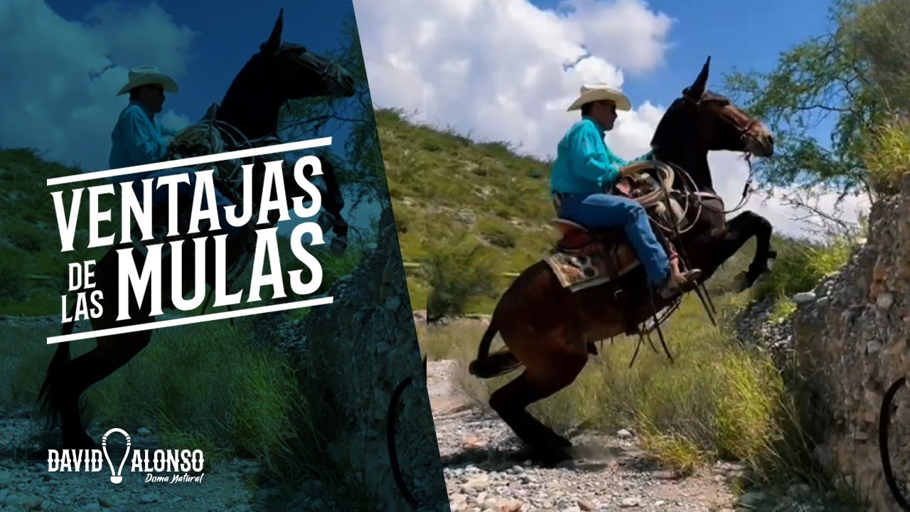 Ventajas de las Mulas