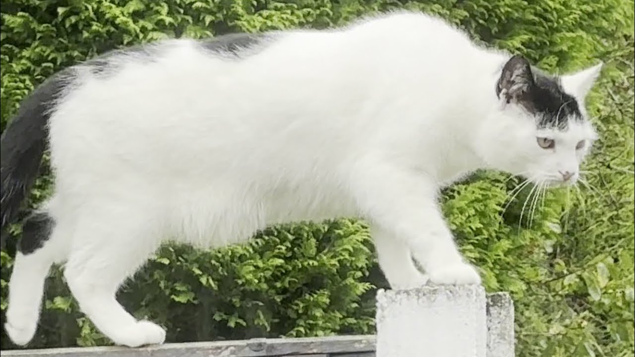 Daily Visit From The Neighbours Cat