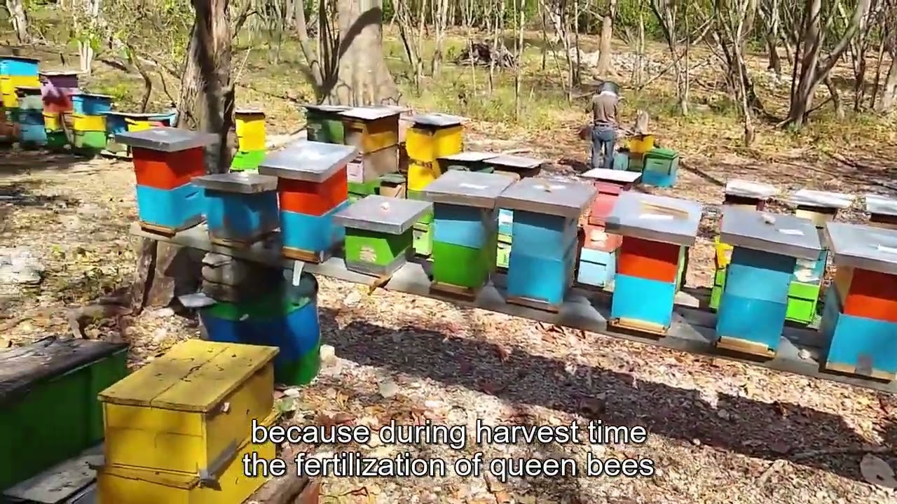Palmer System San Andrés Island Version for beekeeping and new methods for queen bee breeding