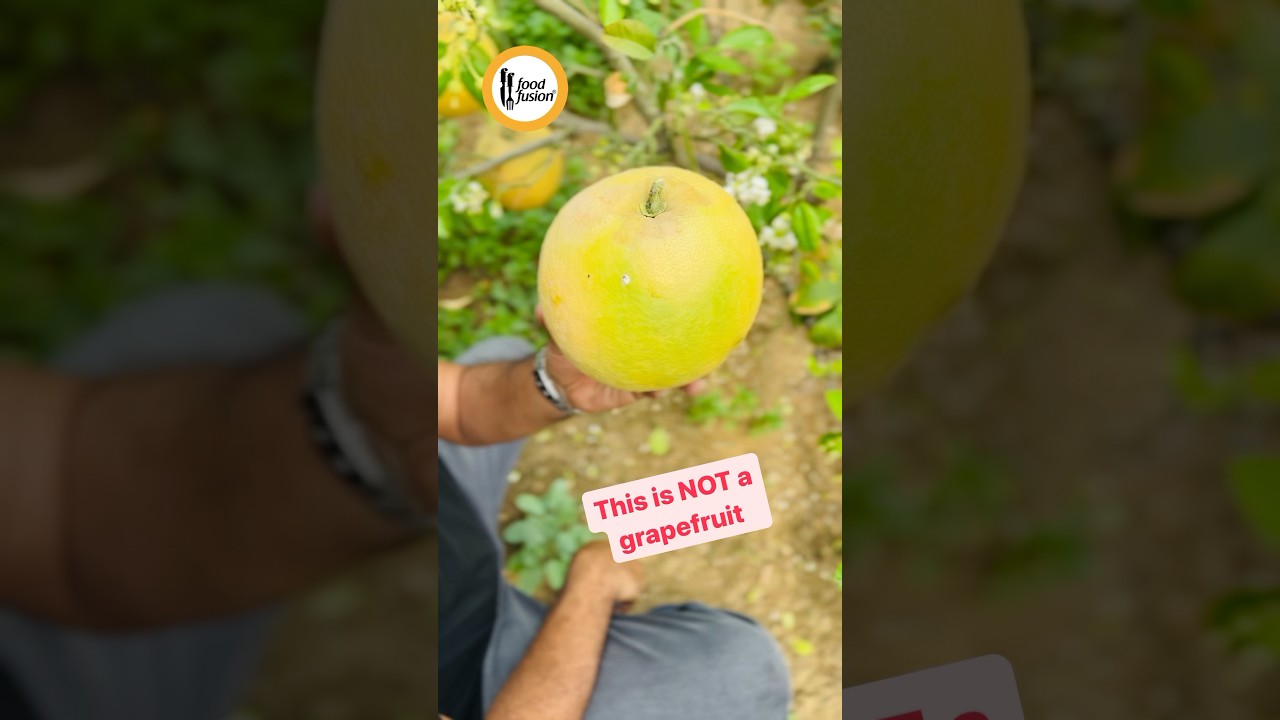 NOT a grapefruit!