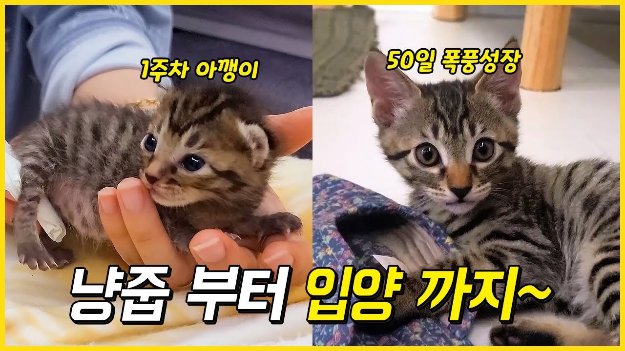 [몰아보기] 냥줍한 아깽이들 이쁘게 키워서 입양 보내기까지~