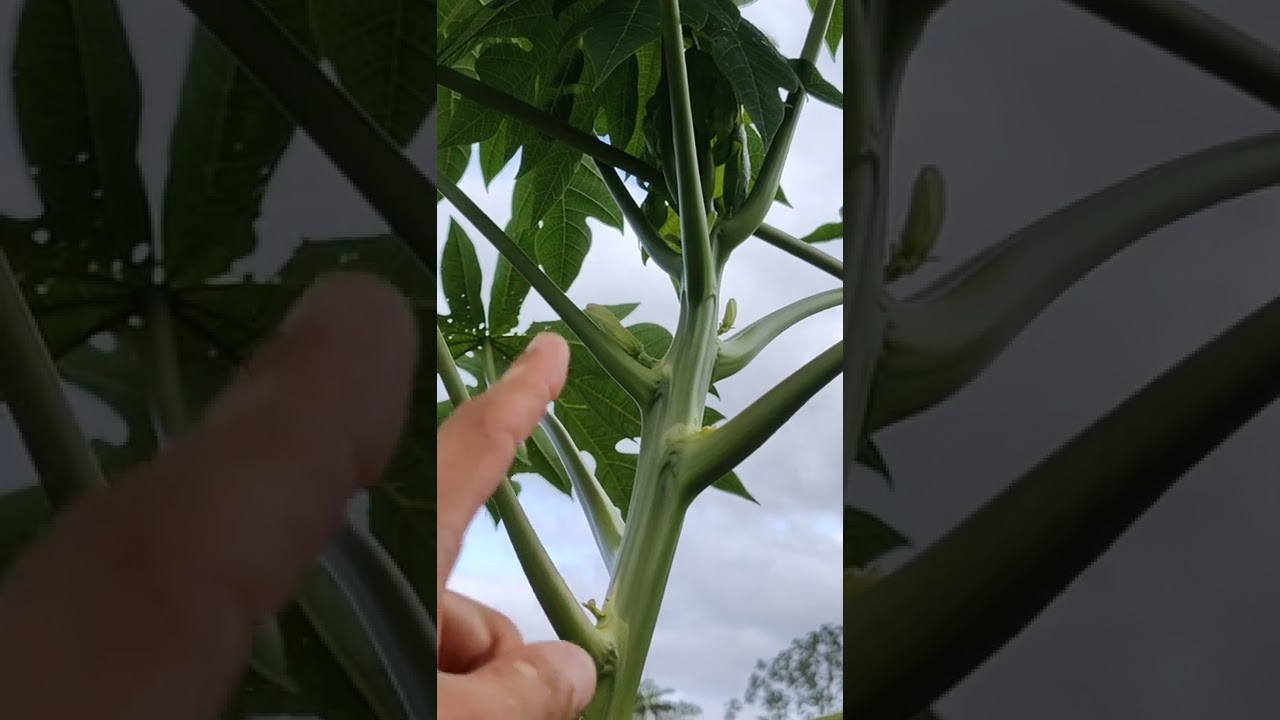 ¿Cómo distinguir plantas de papayas hembras de los machos?