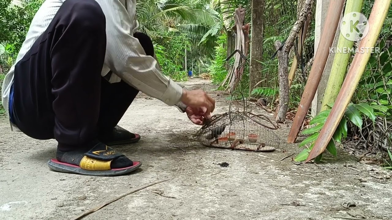 #52 về bến tre bẫy chim sâu đầu đỏ chúc cả nhà xem giải trí...!?.