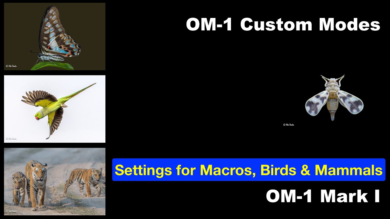 Recommended Settings for the Olympus OM-1 for Macros, Birds & Mammals - Updated!