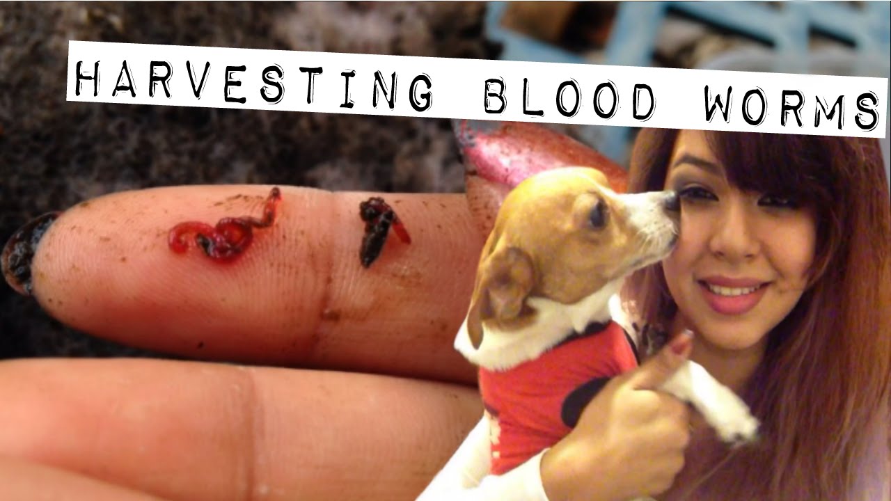 Harvesting live blood worms and feeding them to turtles, fish and snails