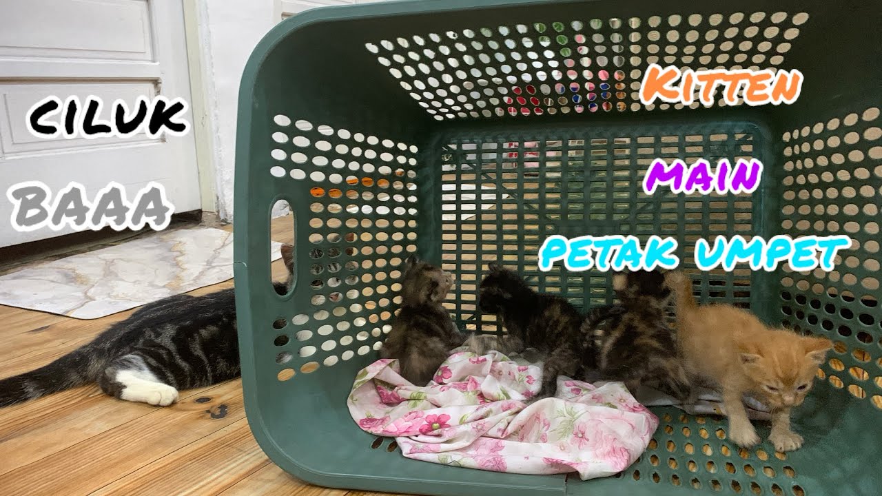 Para Kitten Bermain Ciluk Baaa