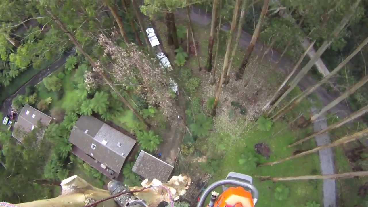 70 Metre Mountain Ash Removal Day 1 And 2