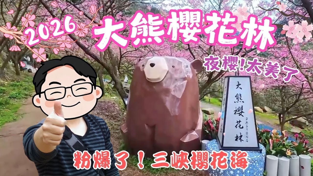 2026三峽櫻花最新花況｜大熊櫻花林山林粉色奇景+夜櫻美景｜北部賞櫻景點推薦