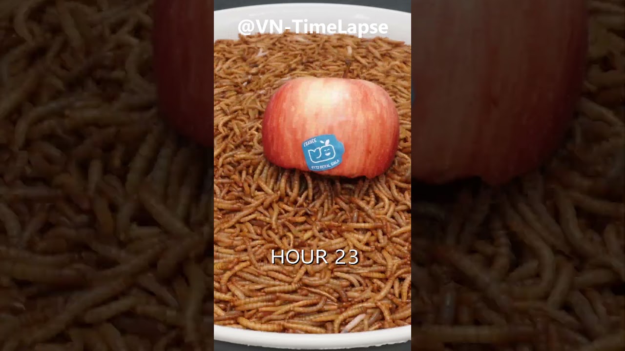 10.000 Worms Eating Apple