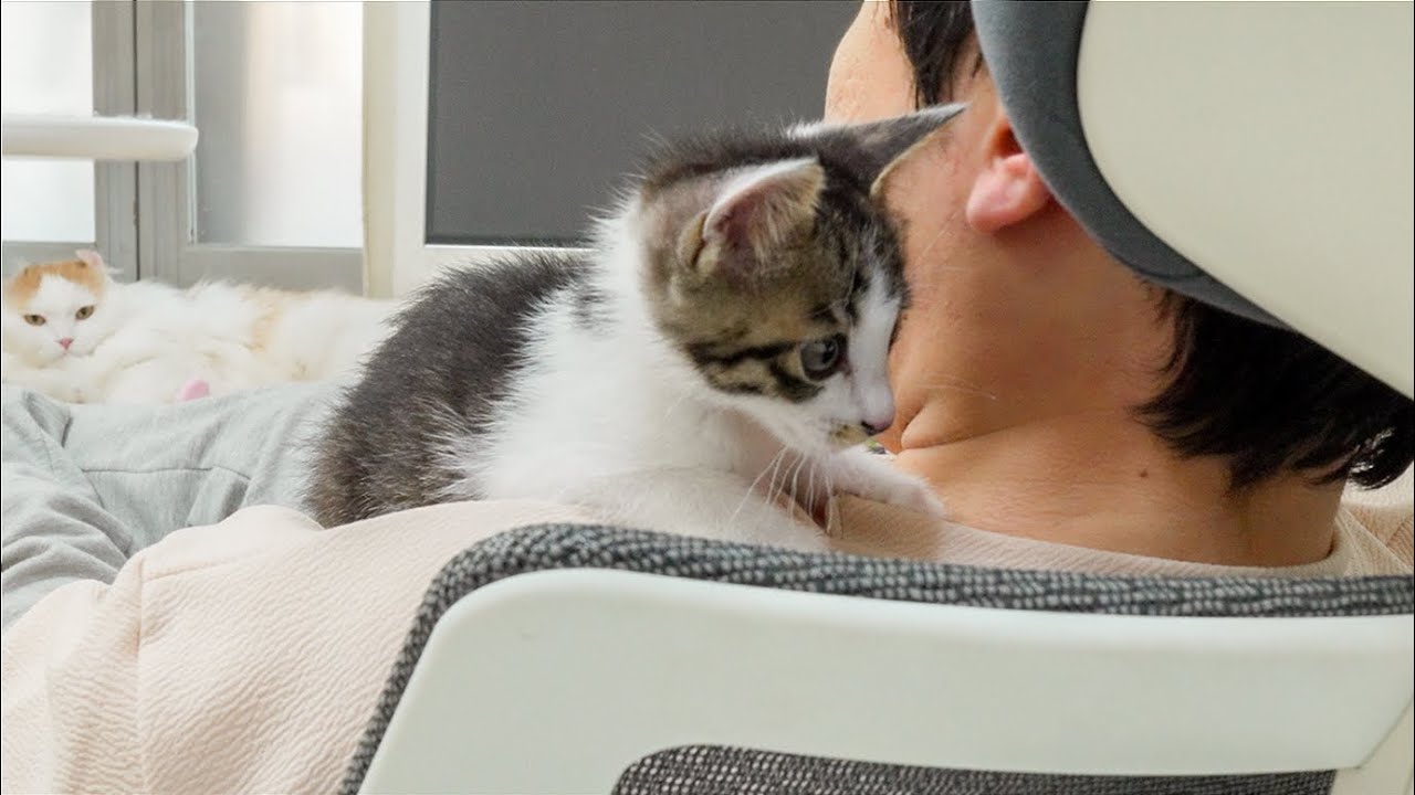 The Rescued Kitten Hid on My Shoulder to Avoid the Big Cat │ Episode.22