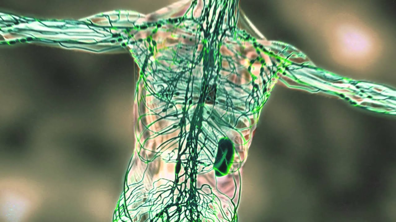 The Immune System: Running as Preventative Medicine - Sports Science: Running