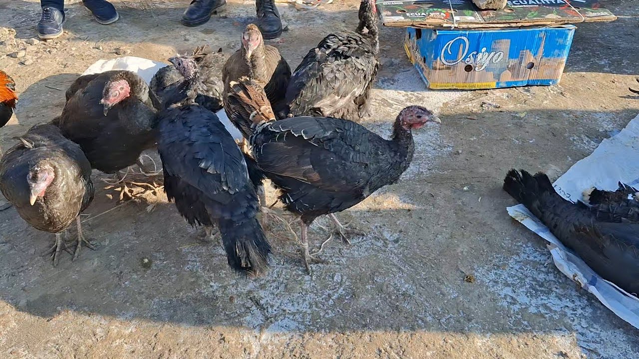 28-ЯНВАР ГУРЛАН ТАВУҚ БОЗОР ТАВУҚ ОЗ БОРИНИ БОРИЧА ТУШУРДИК