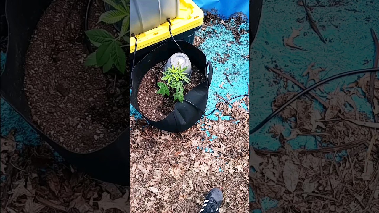 We don't just sing and preach about a lifestyle we live it. #providerwarrior #gardengansta