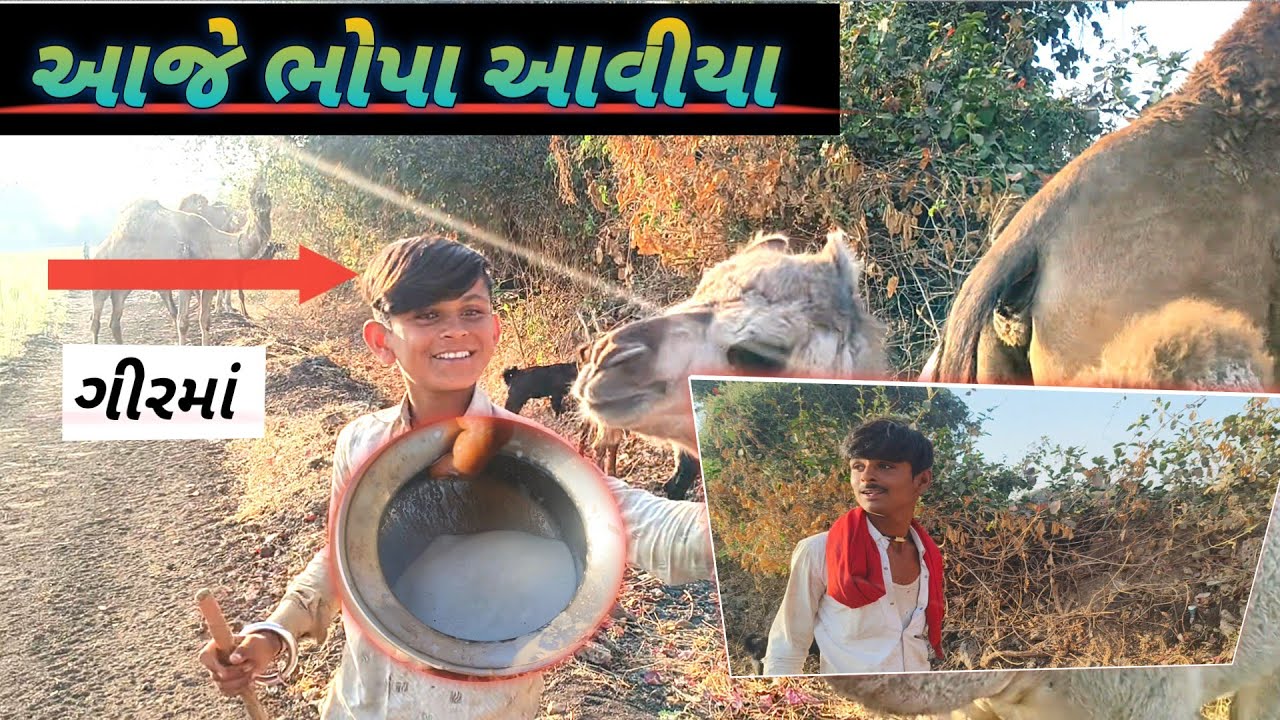 આજે ધારા આવી ગયા ગીરમા 🐐 | ગામડાની લાઈફ | સાઢણનું તાજું દૂધ