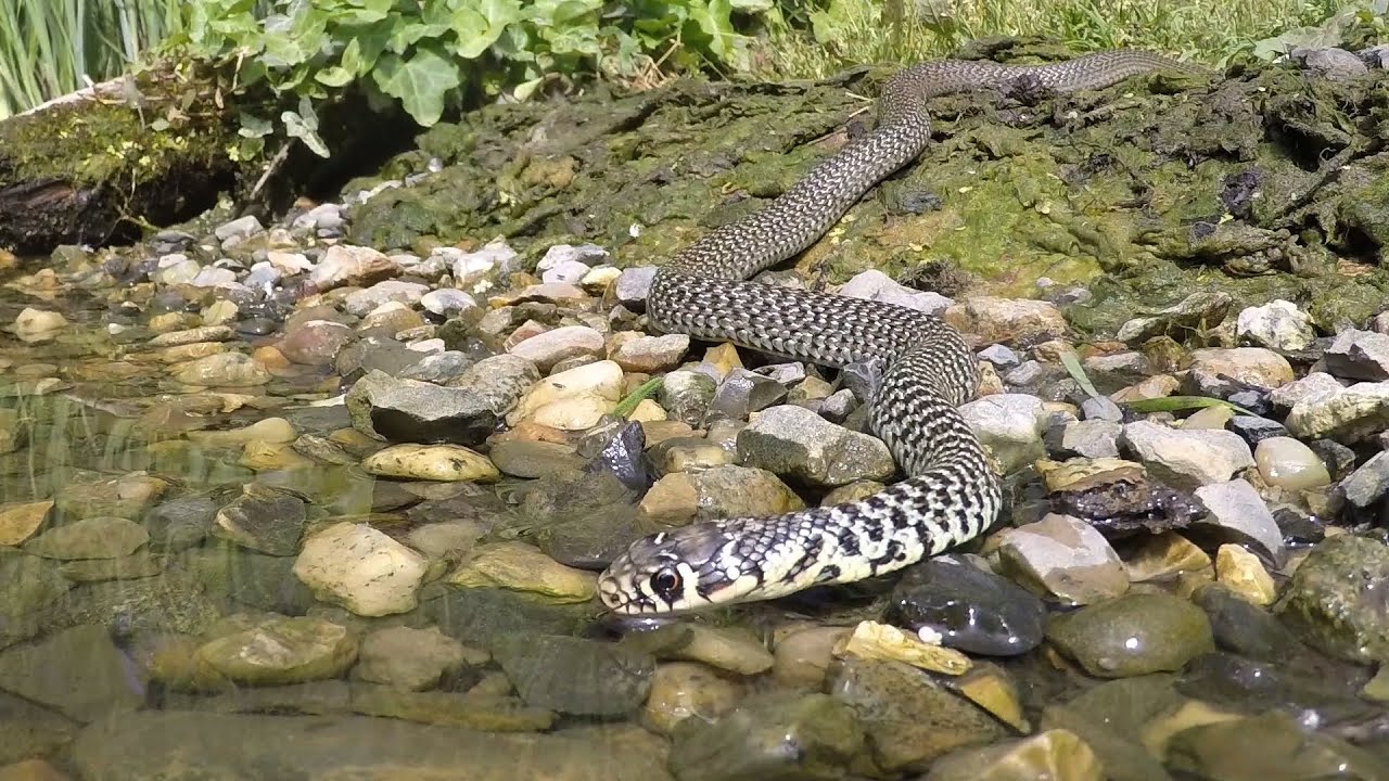 Un serpente fotogenico: il Biacco assetato