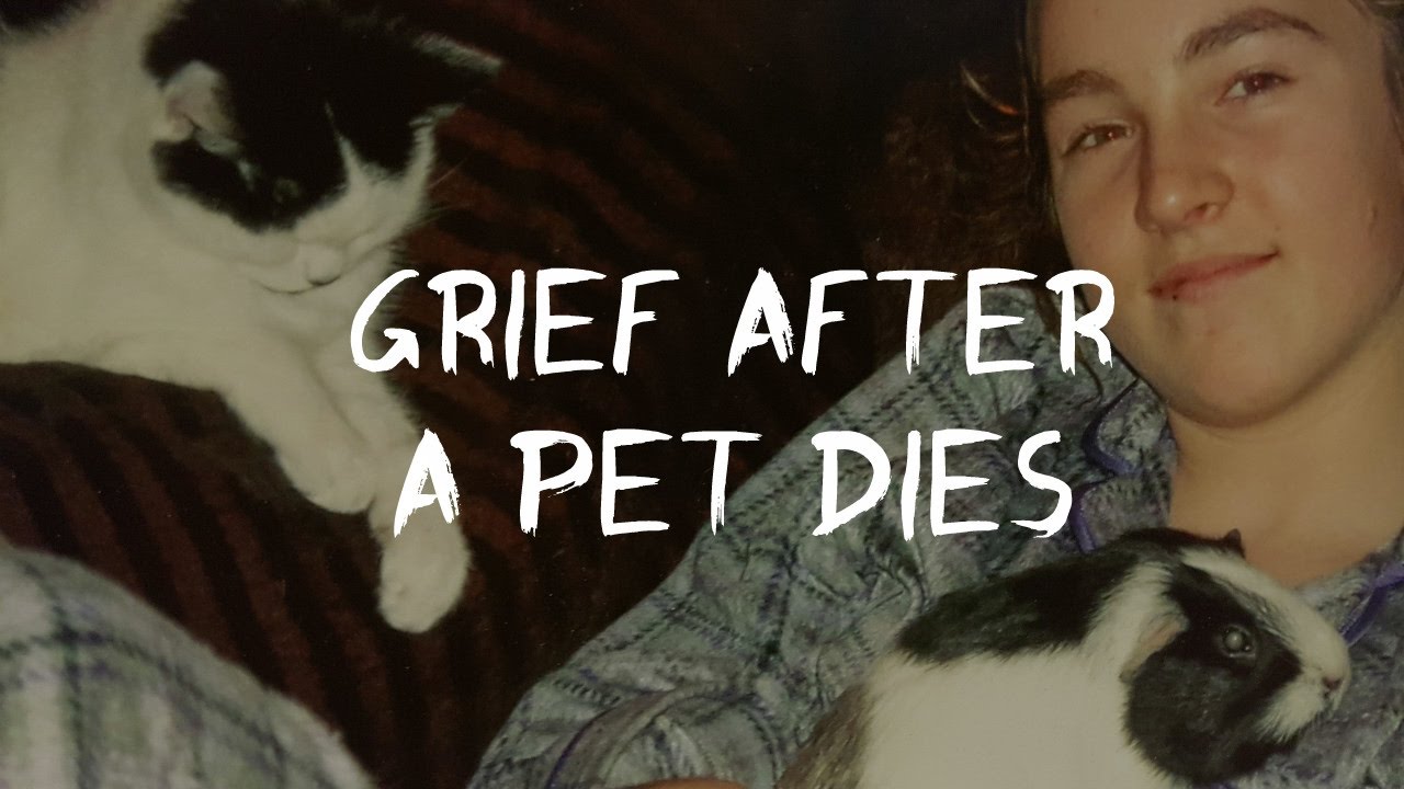 Grief After Losing A Pet
