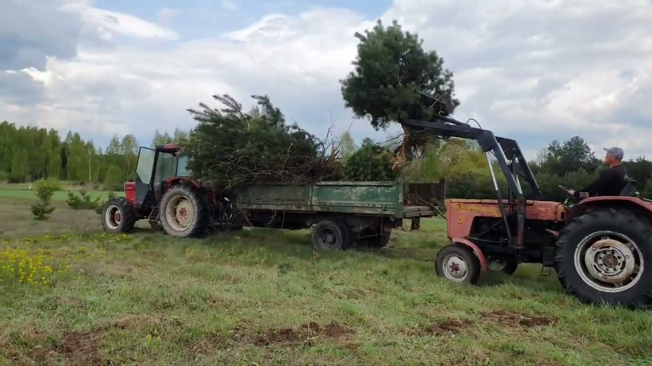 Ursus c360 jak wyrywać drzewa z korzeniami