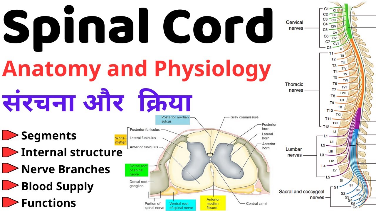 Spinal cord Anatomy and Physiology || Notes || Nursing || Pharmacy || Hindi