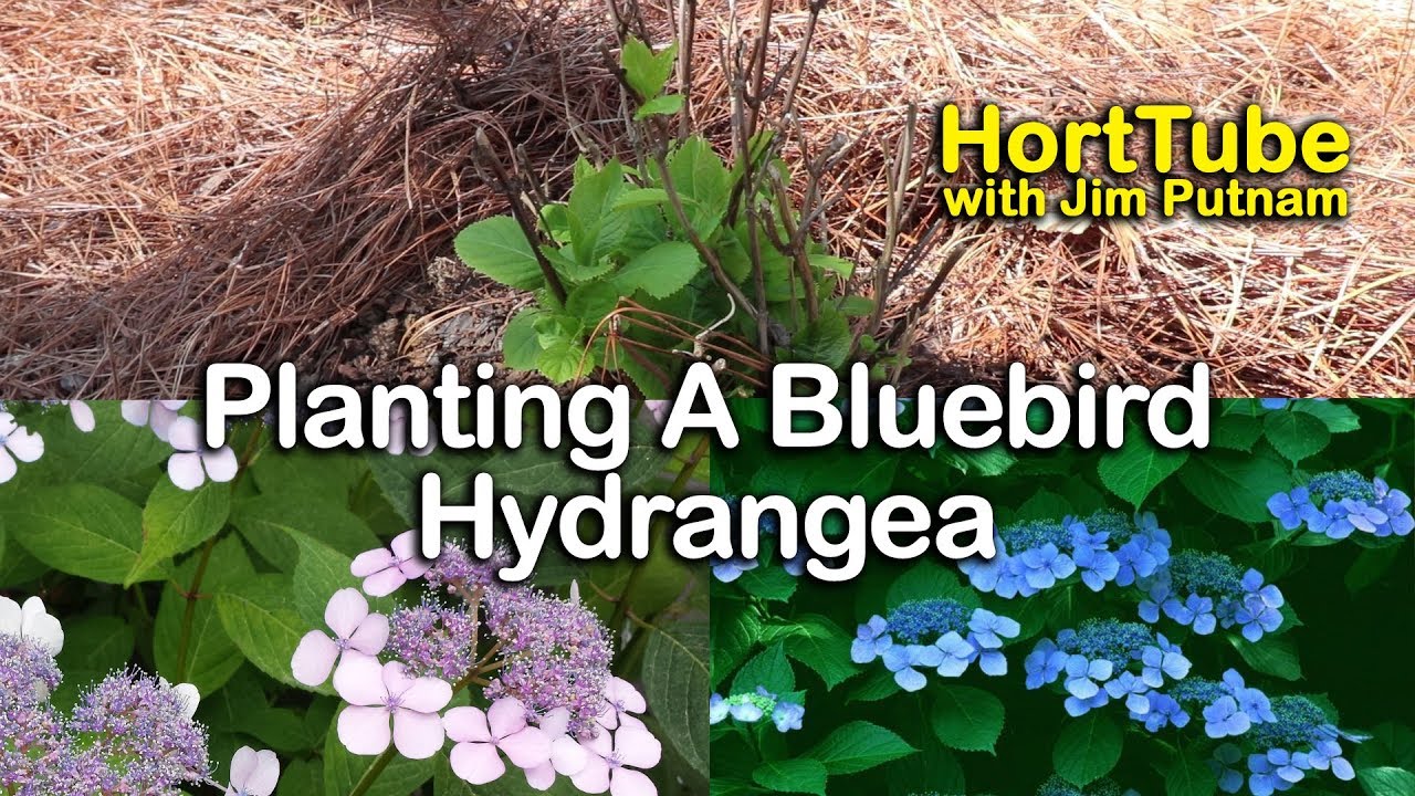 Planting a Hydrangea serrata 'Blue Bird' - Mountain Hydrangea