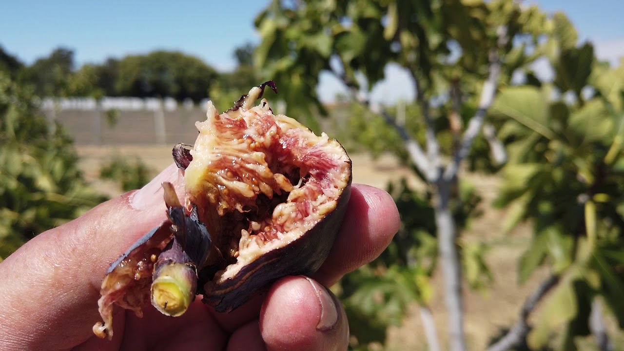 Inchário Preto Fig