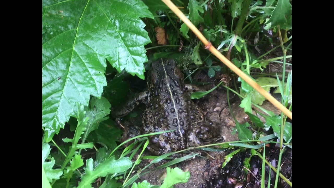 The Western toad (Information about) Episode 1