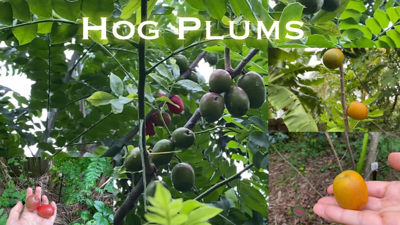 Ciruela / Spondias purpurea & Spondias mombin trees 🌳 of the garden