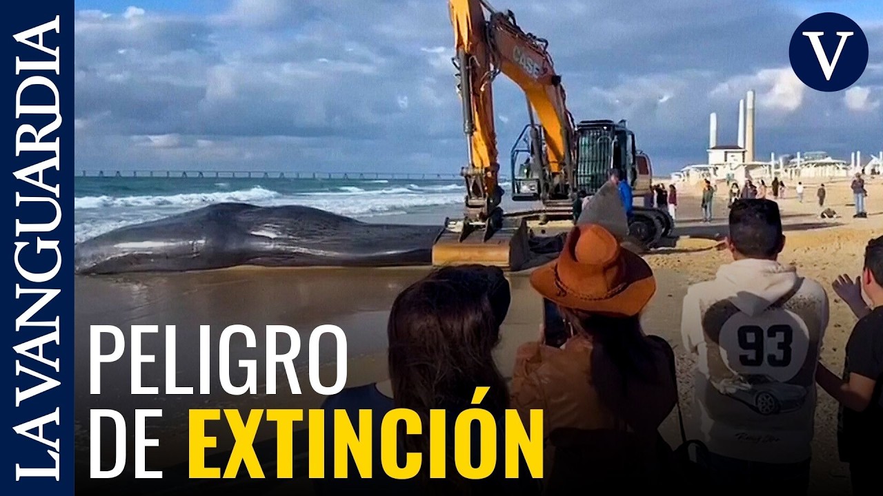 Aparece un cachalote muerto en una playa del sur de Israel