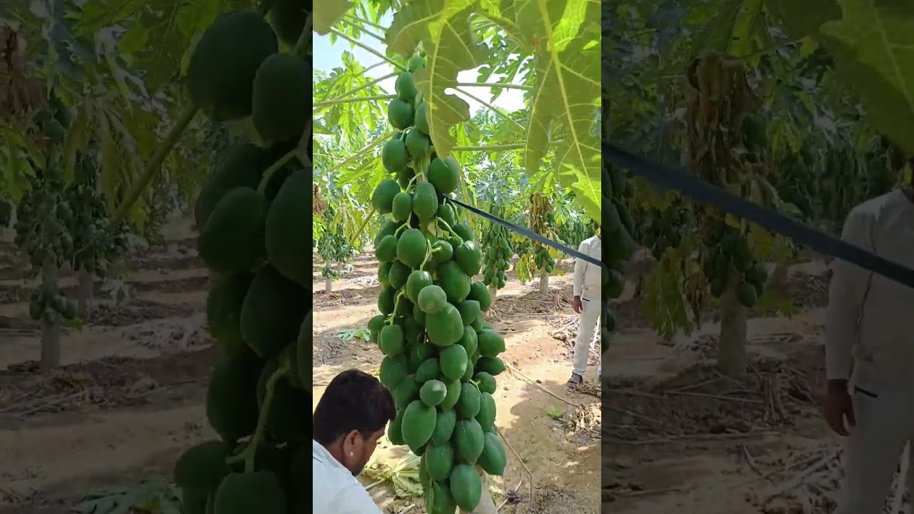 पपीते का पौधा लगाने का जबरदस्त तरीका Papaya farming #papita_ki_kheti पपीताकी_खेती #AgritechGuruji