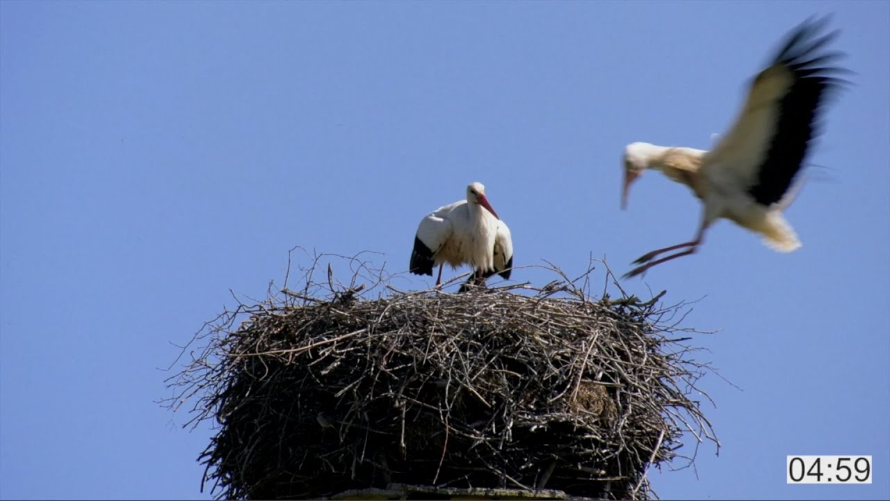 Werbevideo: Biosphärenreservat Nds. Elbtalaue