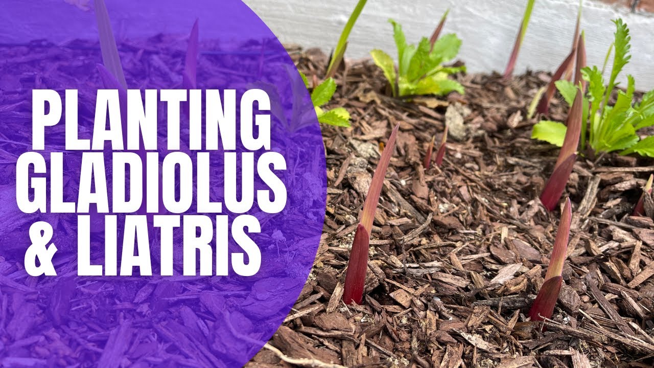 🌸 Planting Gladiolus & Liatris Bulbs || How To Plant Bulbs || Planting Spring Bulbs