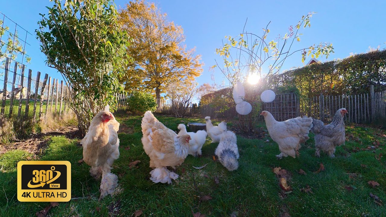 Clucking Chickens Pecking in the Autumn Sun | 360&deg; Video 4K