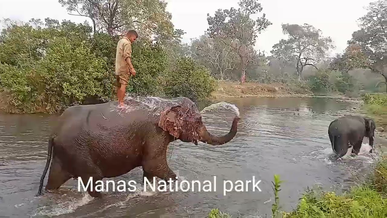 Assam Manas National park, Jeep safari, room booking, 7002306552