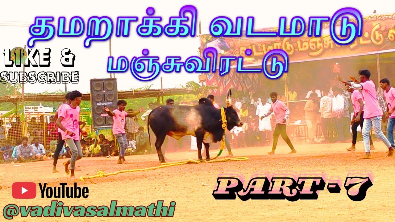 தமறாக்கி வடமாடு மஞ்சுவிரட்டு 2025 Part - 7 | Vadamatu Manjuvirattu | vadivasal | Jallikattu| youtube
