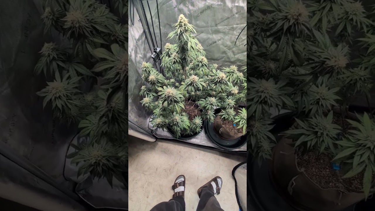 Grow update Day 47 of flower. Purple Marmalade and Mind Flayer by Solfire Gardens 