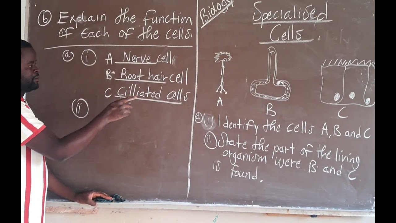 Biology . How to identify Specialised Cells