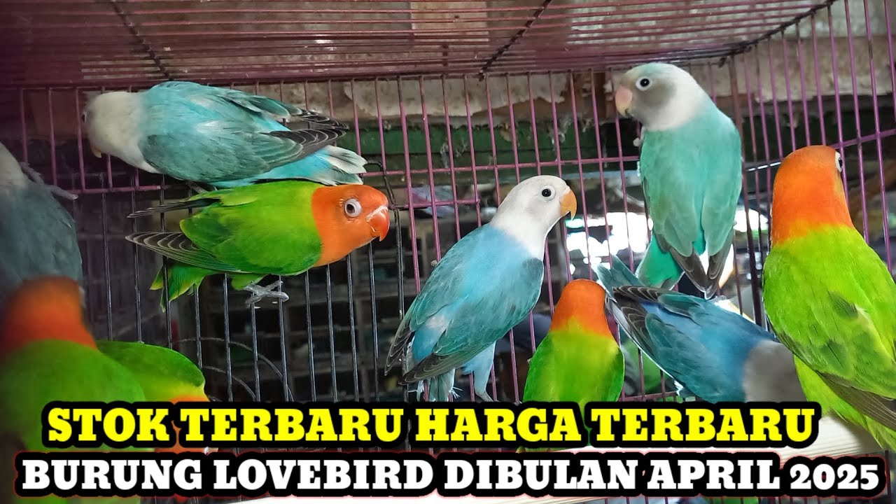UPDATE HARGA BURUNG LOVEBIRD TERBARU DI BULAN APRIL 2025 KIOS KASMIN PASAR BURUNG PRAMUKA