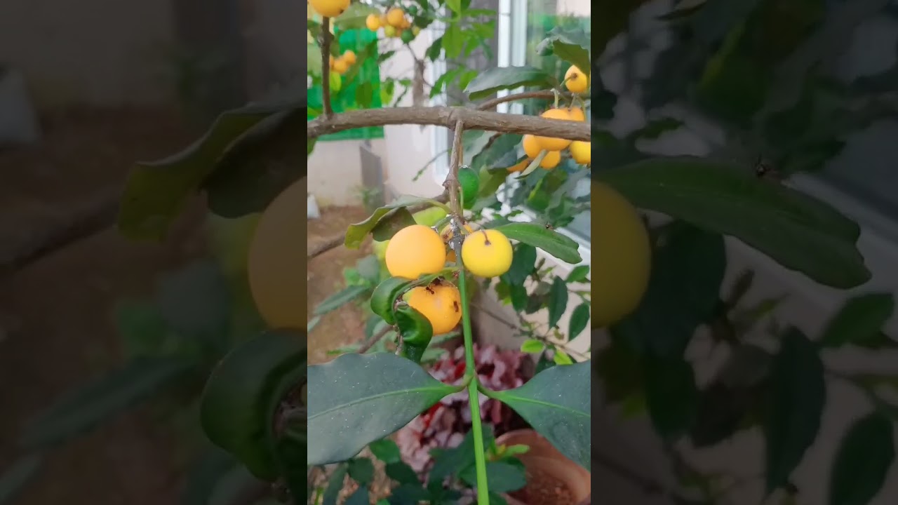 Baraba fruits