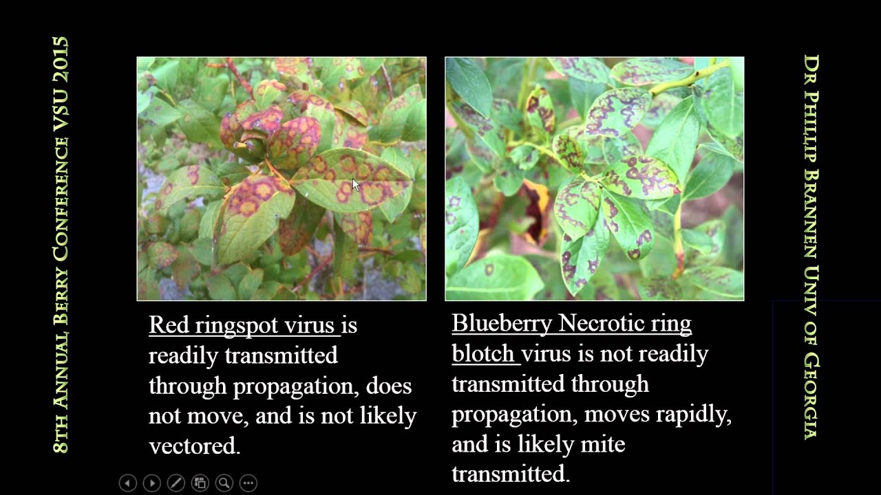 Dr Phil Brannen - Horticulture University of Georgia Blueberry and Blackberry Disease Management