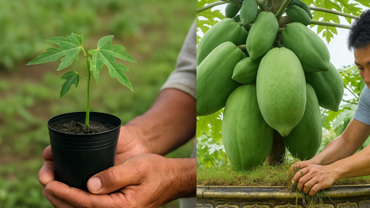How to grow super dwarf papaya trees in pots from A to Z
